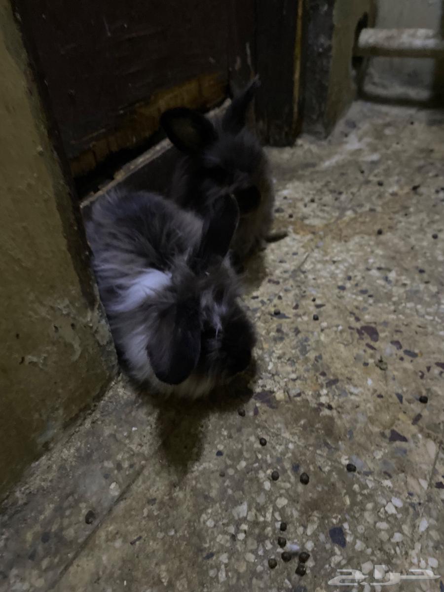 ارانب للبيع64412896752257111