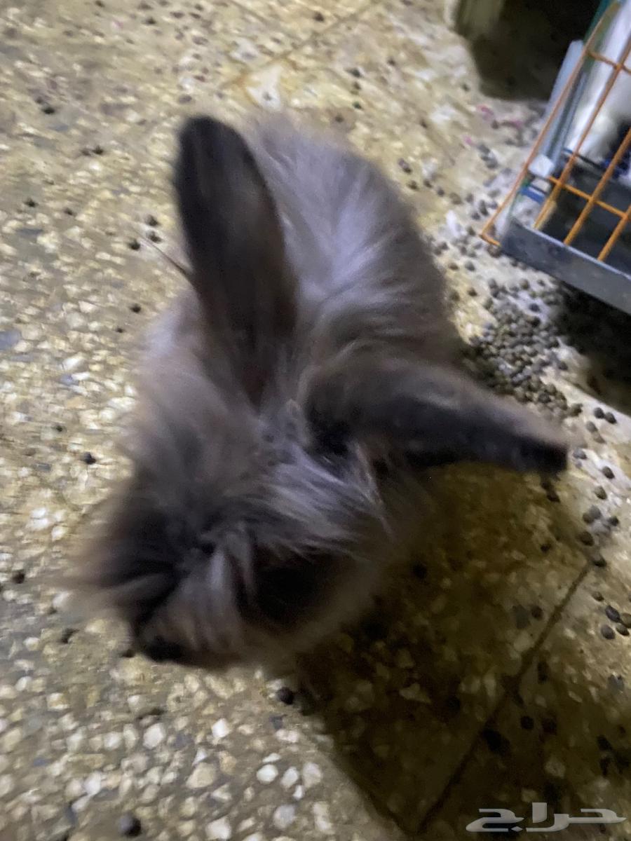 ارانب للبيع64412896752257112