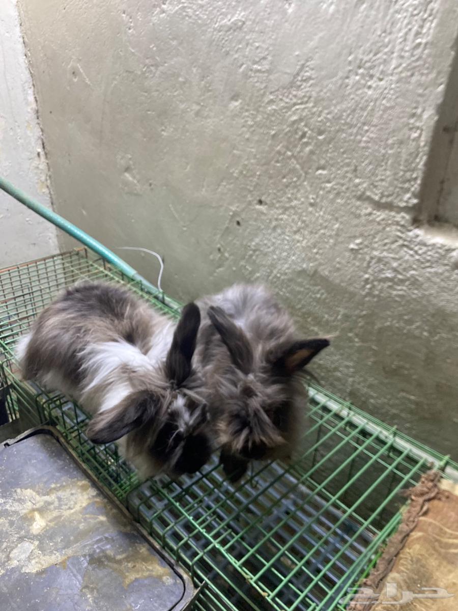 ارانب للبيع64412896752257110