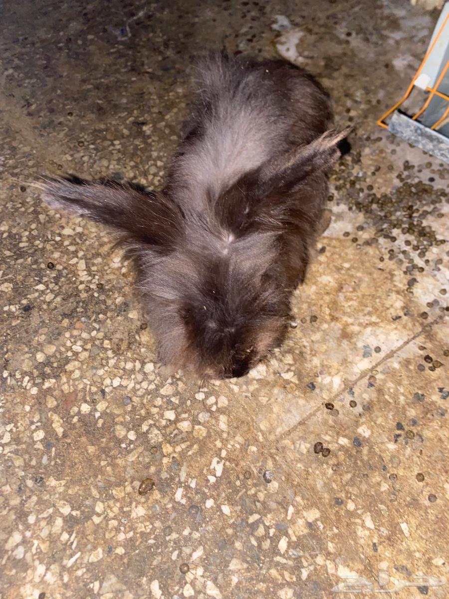 ارانب للبيع64412896752257113