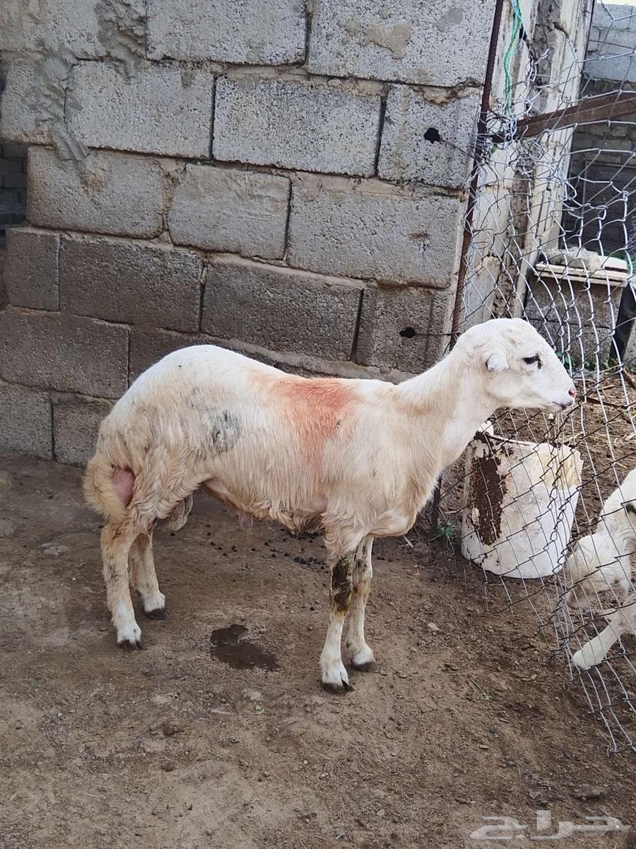 كبش للبيع64413326853890111