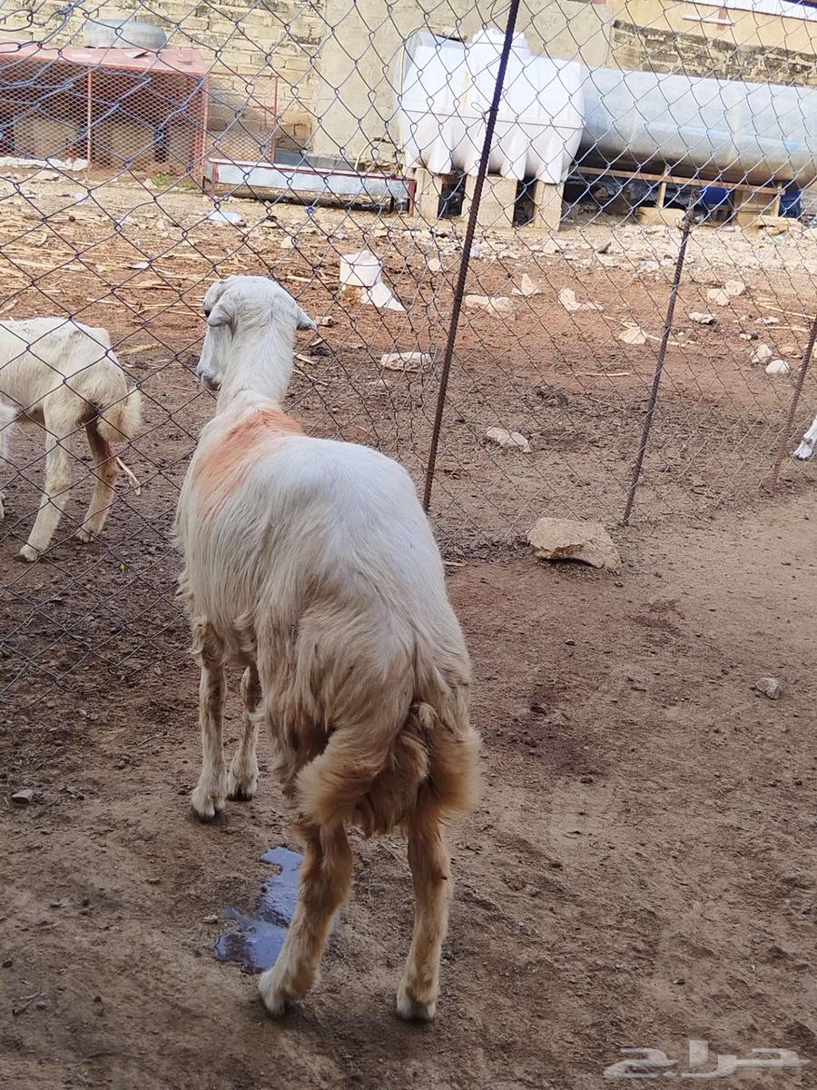 كبش للبيع64413326853890110