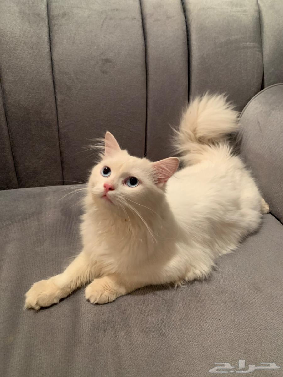 قطوه للبيع64413484693633111