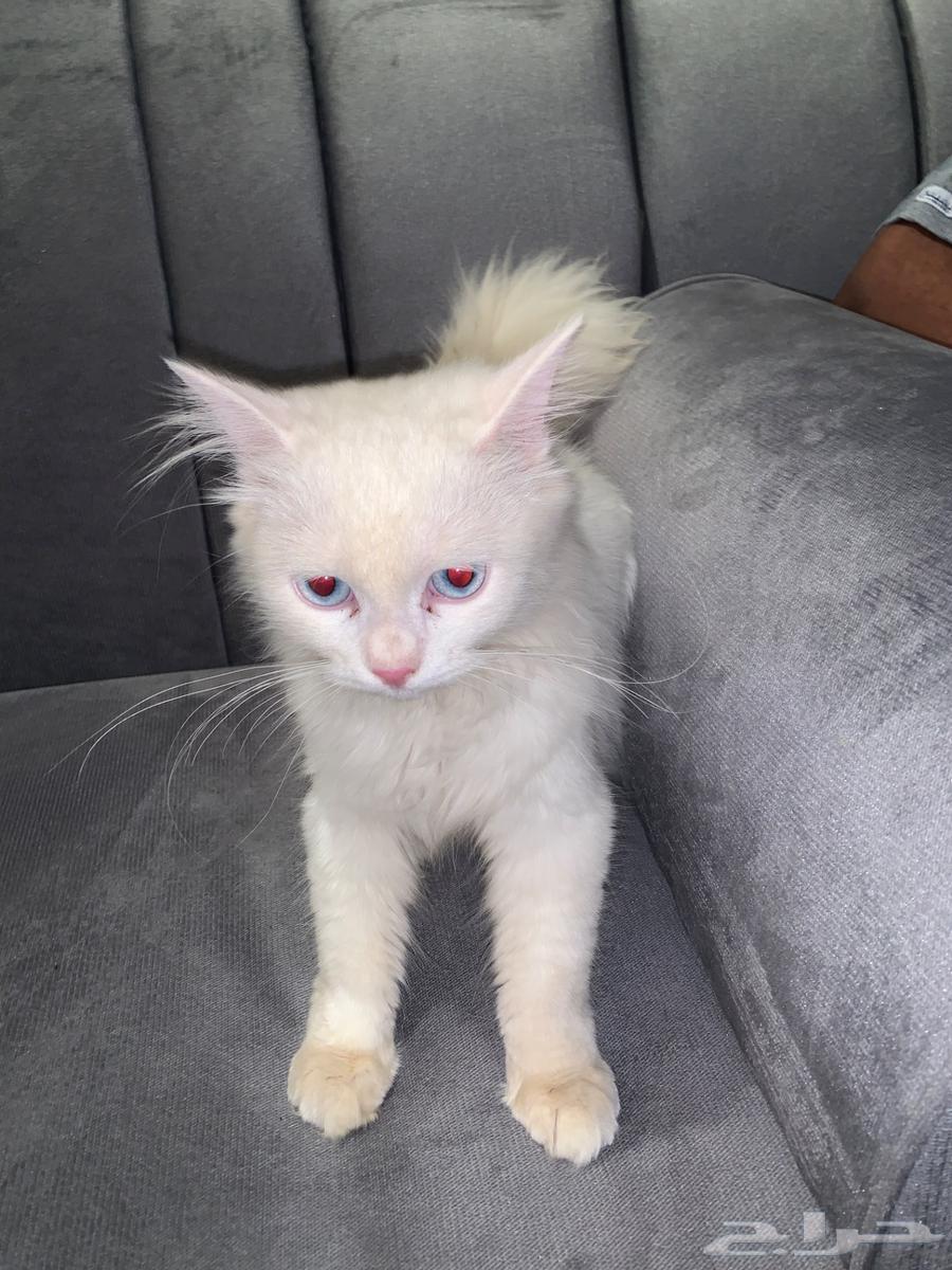 قطوه للبيع64413484693633112