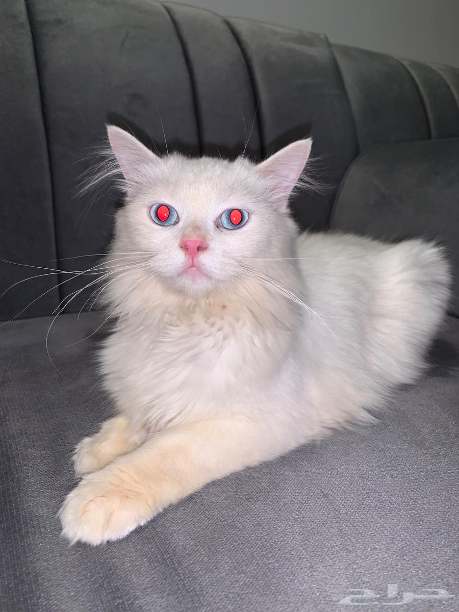 قطوه للبيع64413484693633110