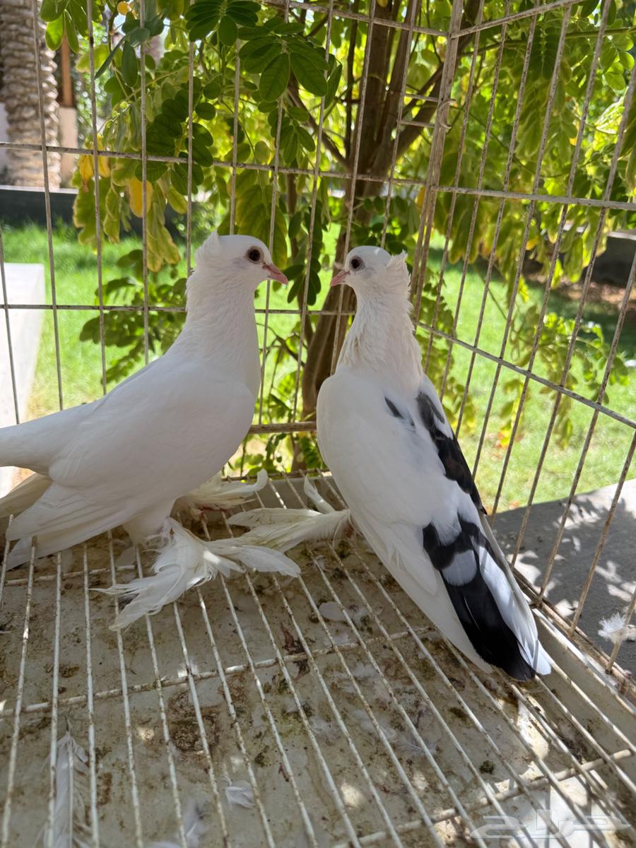 جوز حمام صنعاوي كرست تحته فرخين للبيع64413864850305111