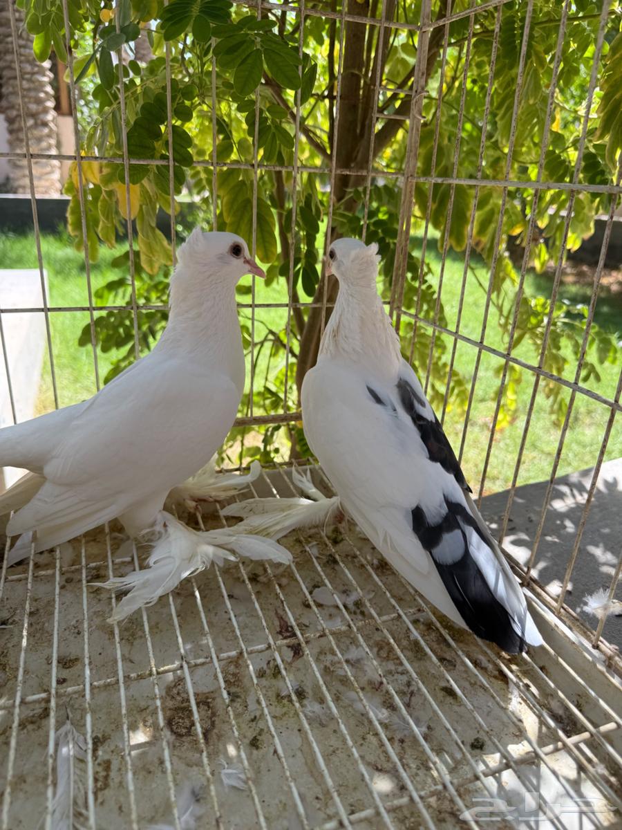 جوز حمام صنعاوي كرست تحته فرخين للبيع64413864850305110