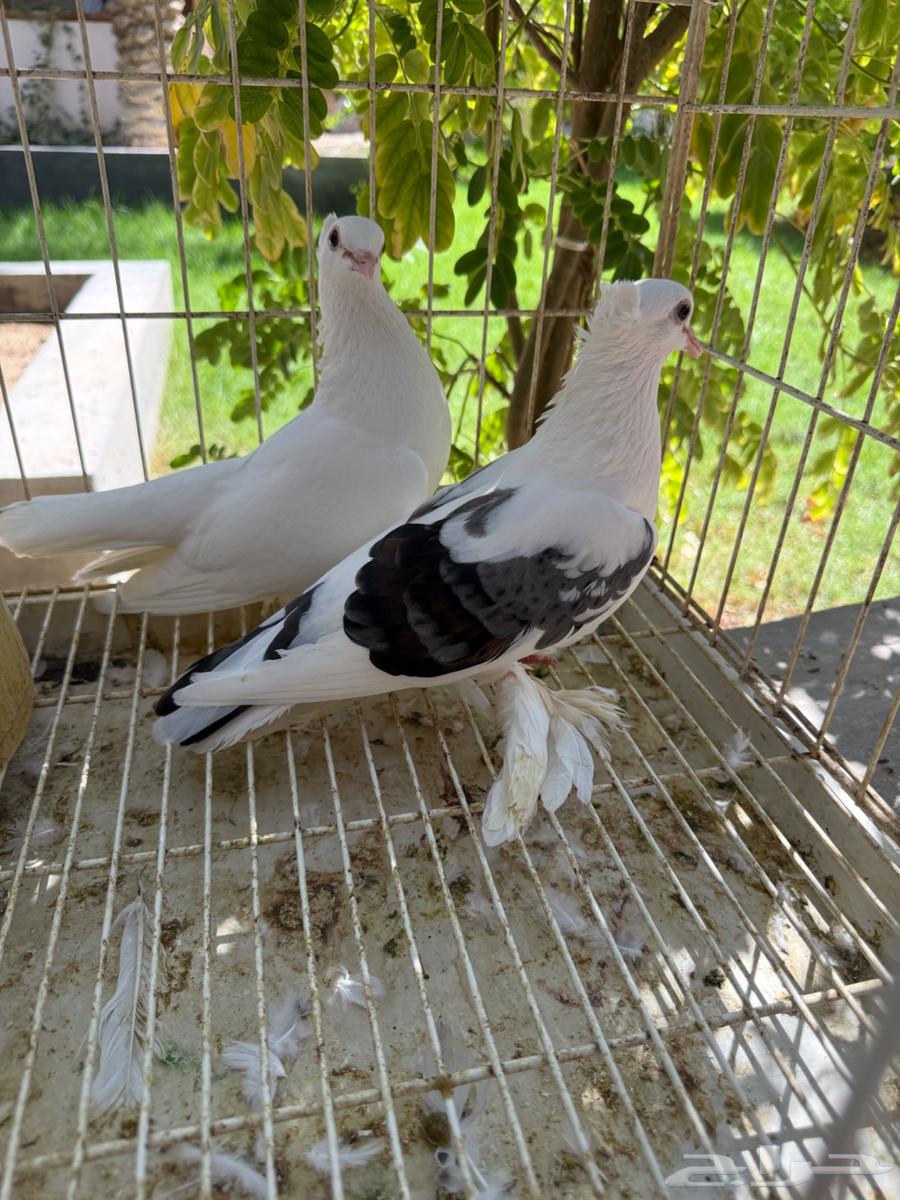 جوز حمام صنعاوي كرست تحته فرخين للبيع64413864850305112