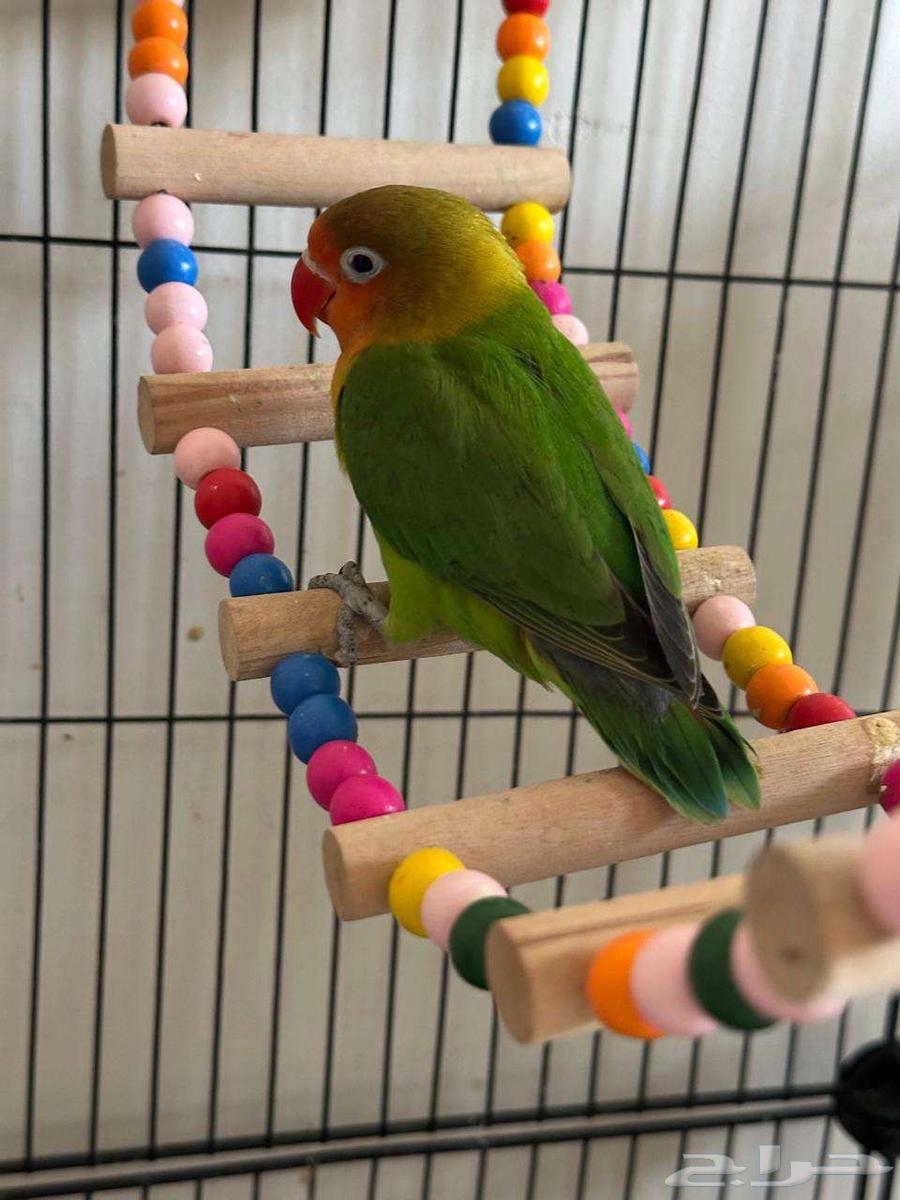 فرخ فيشر للبيع64415719726083110