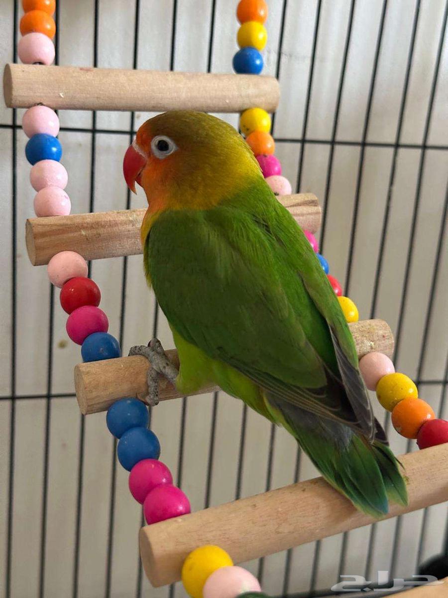 فرخ فيشر للبيع64415719726083113