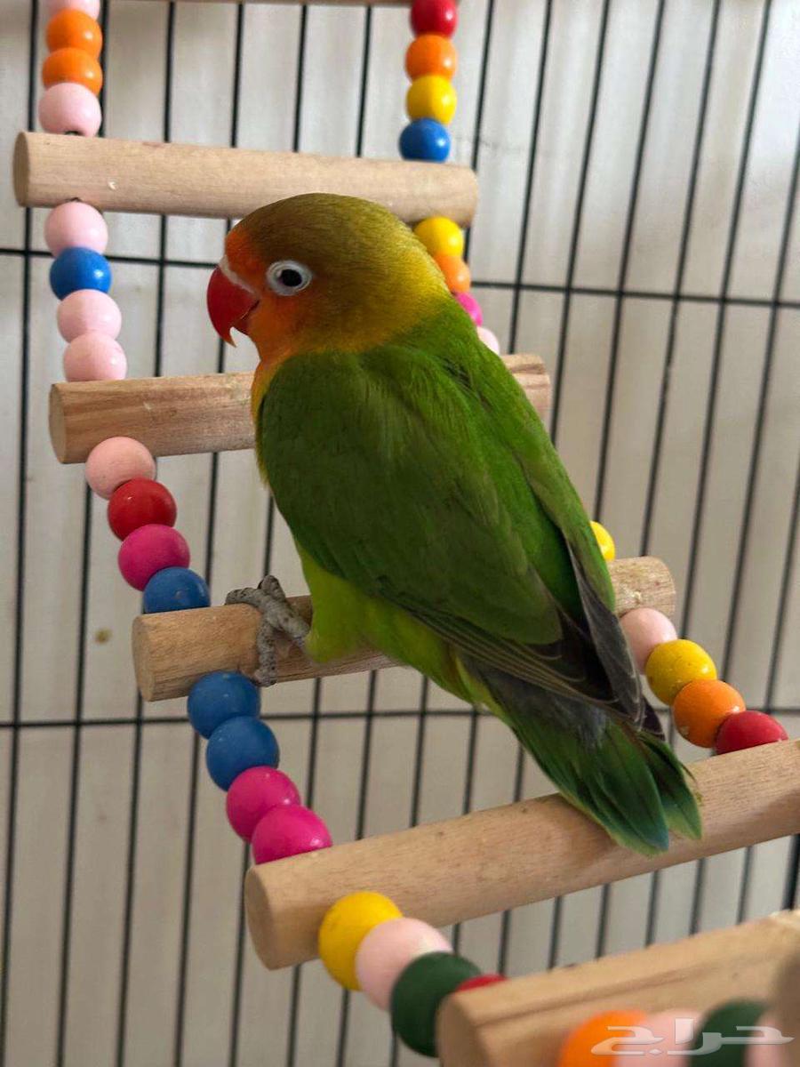 فرخ فيشر للبيع64415719726083111