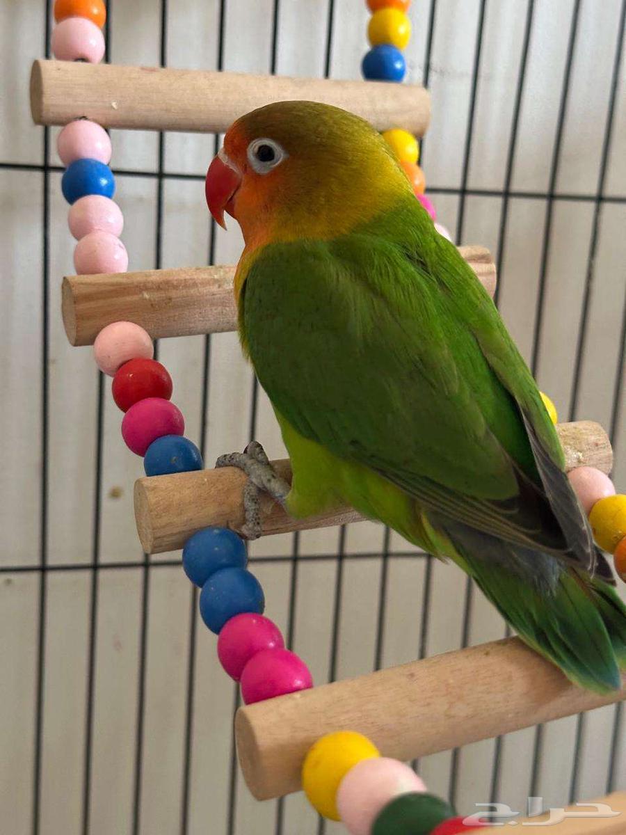 فرخ فيشر للبيع64415719726083112