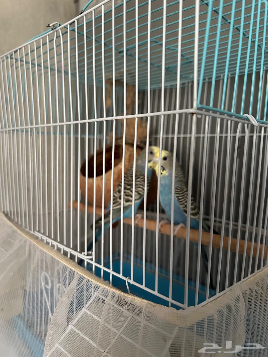 الباحة64414752938882110