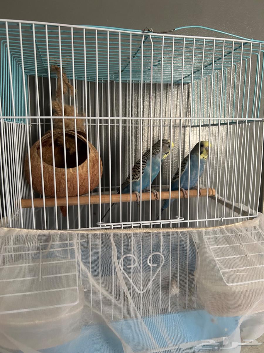 الباحة64414752938882111