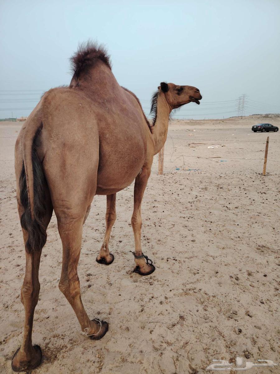 ساحليه مدني(تم البيع)64414913485058111