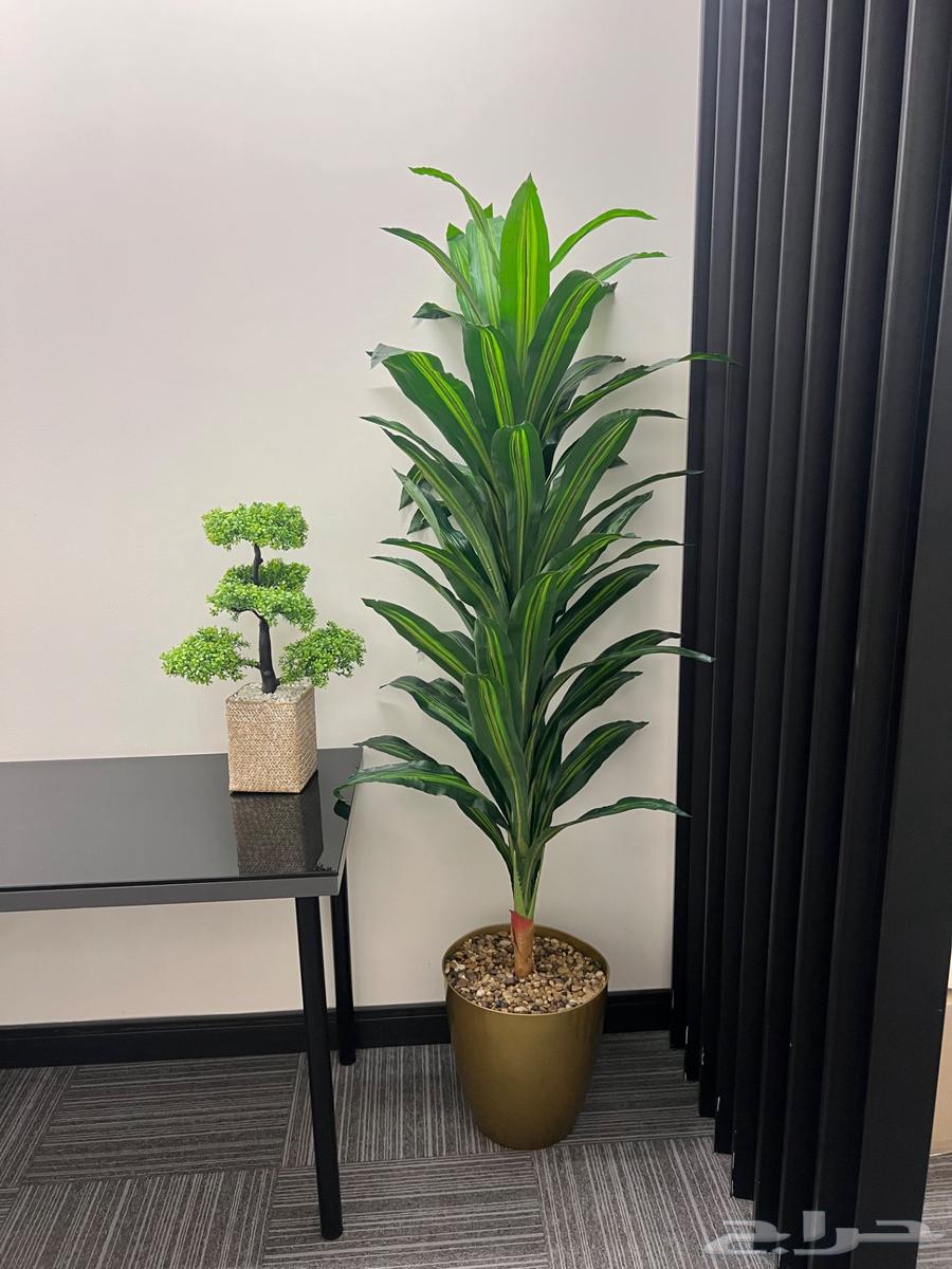 نباتات صناعية للزينة لمسة جمالية للمكاتب والبيوت64414900016258110