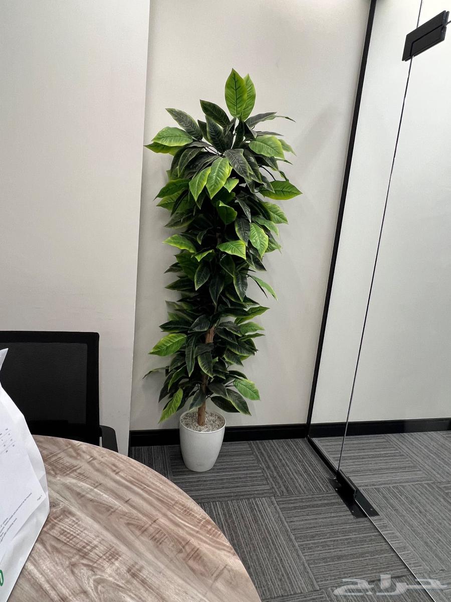 نباتات صناعية للزينة لمسة جمالية للمكاتب والبيوت64414900016258113