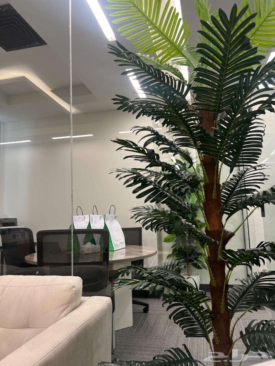 نباتات صناعية للزينة لمسة جمالية للمكاتب والبيوت64414900016258114