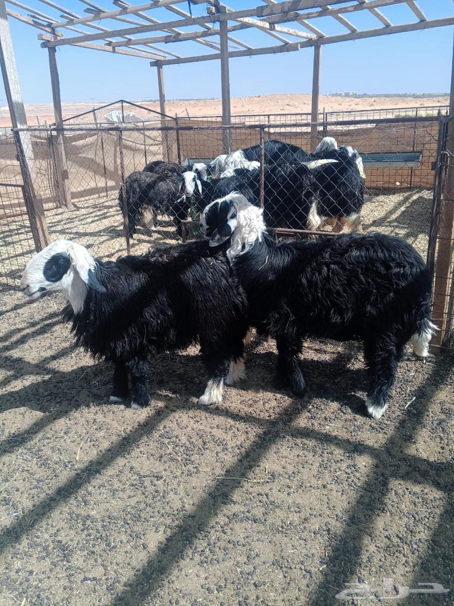 للبيع خرفان نجد64415343872642111