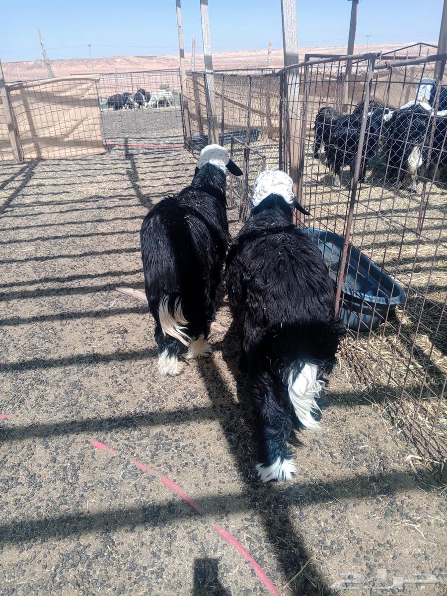 للبيع خرفان نجد64415343872642110