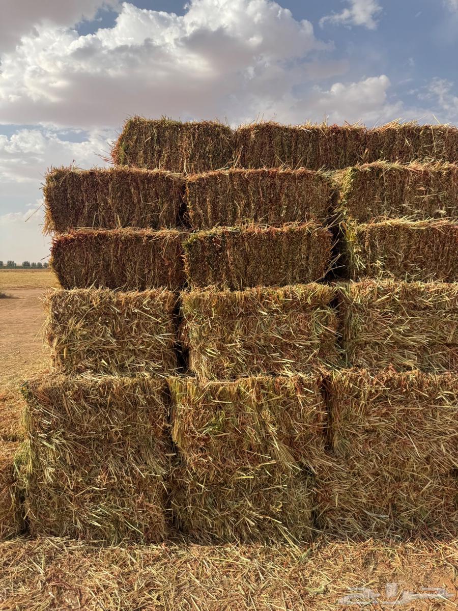 ذره حمراء ( جيزانيه )64416068010370110