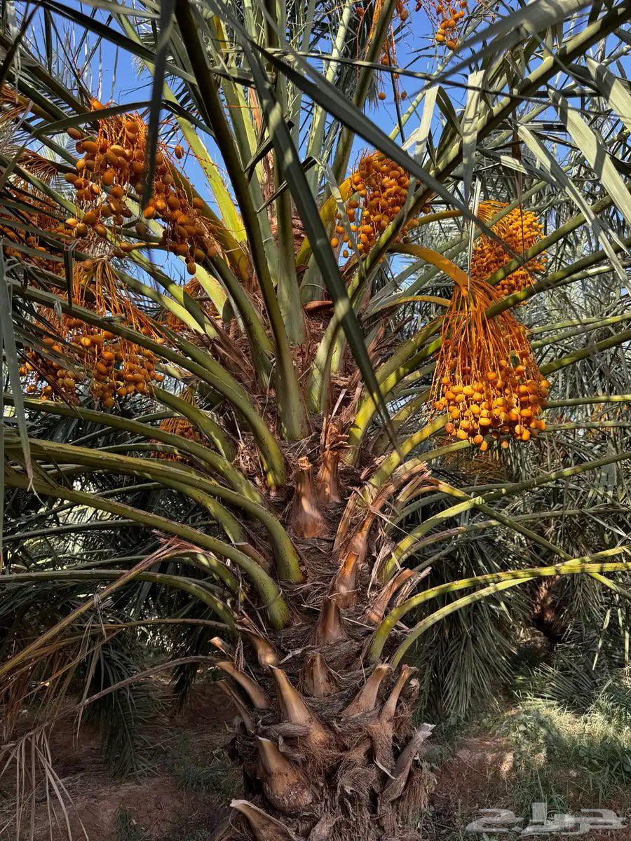 50 large palm trees in Al-Madinah64416307623043110