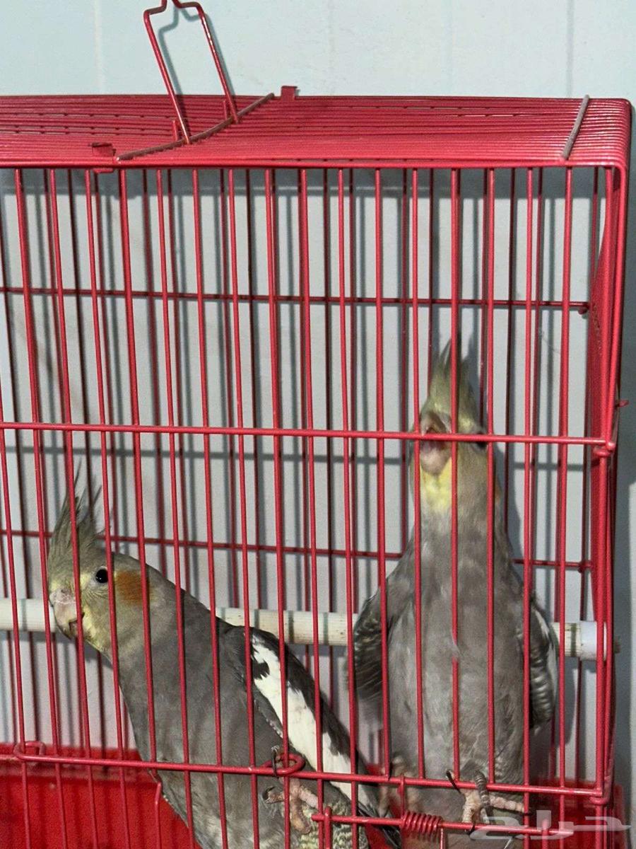 للبيع كروانين نورمل64416518877570110