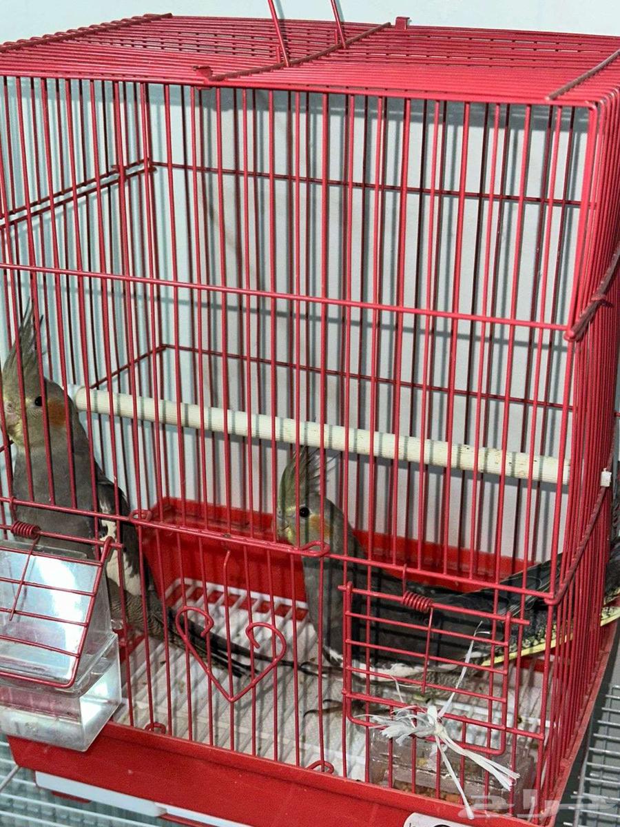 للبيع كروانين نورمل64416518877570112