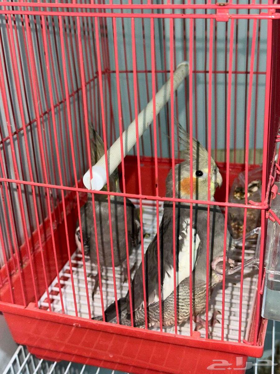 للبيع كروانين نورمل64416518877570111