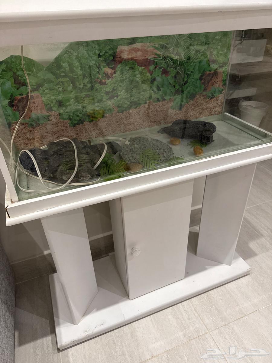 حوض سمك خشب لون ابيض وزجاج64416571193091113