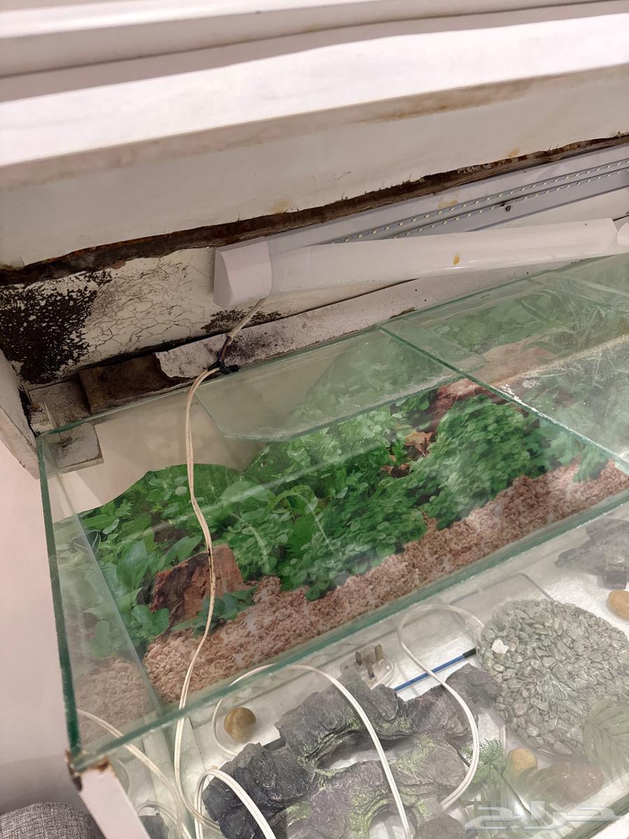 حوض سمك خشب لون ابيض وزجاج64416571193091110