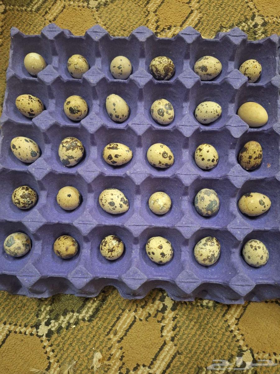 للبيع بيض سمان64416584313987111