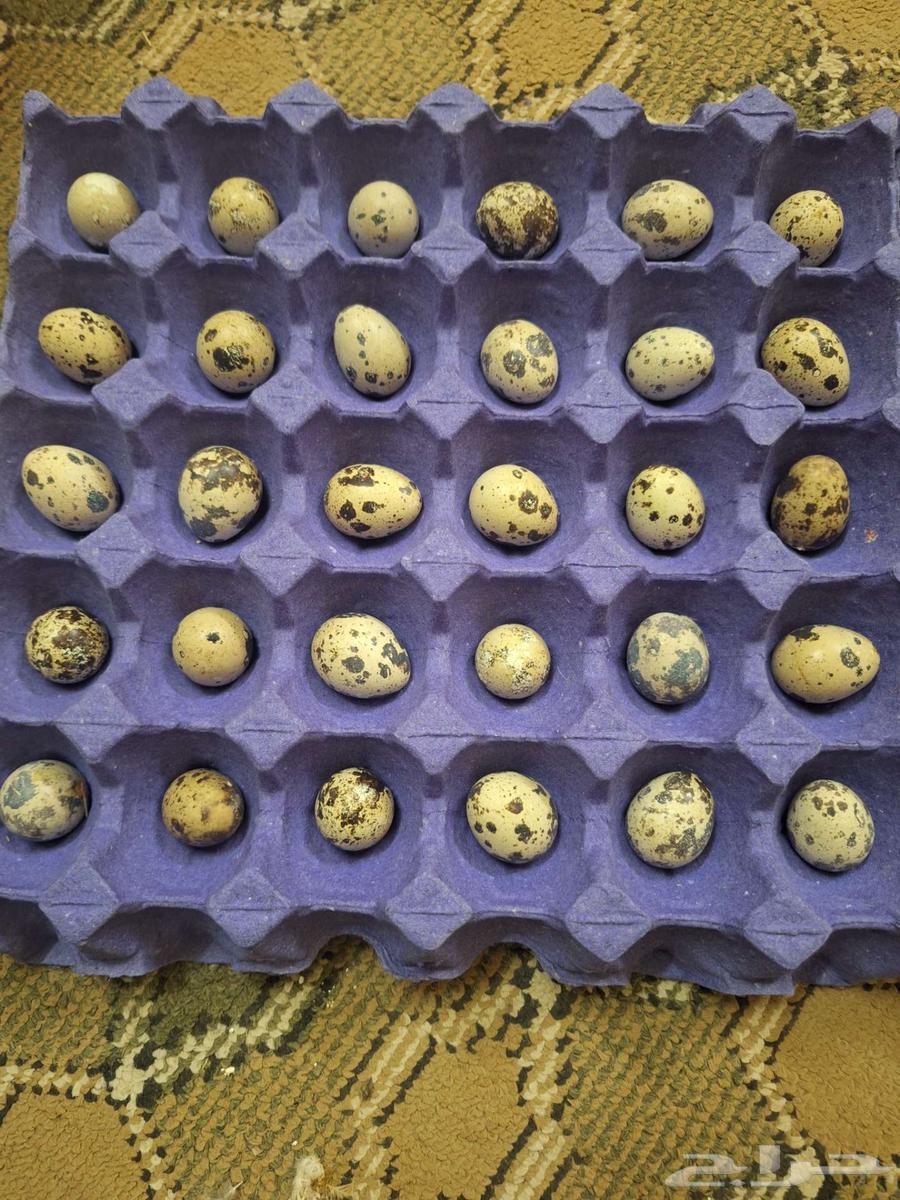 للبيع بيض سمان64416584313987110