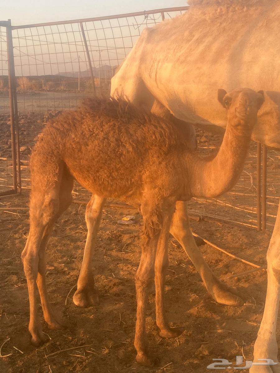 قعود للبيع64417197676163110