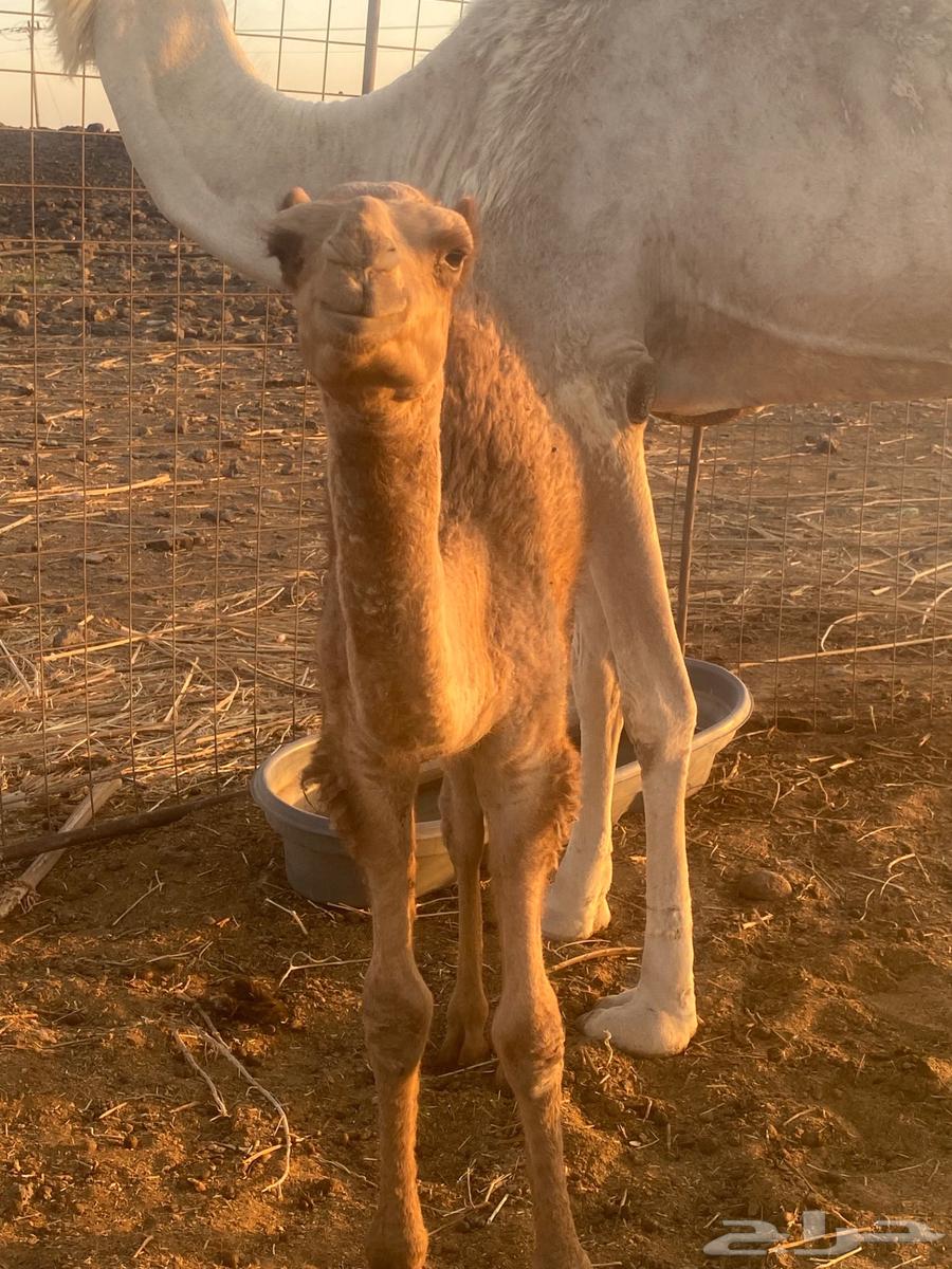 قعود للبيع64417197676163111