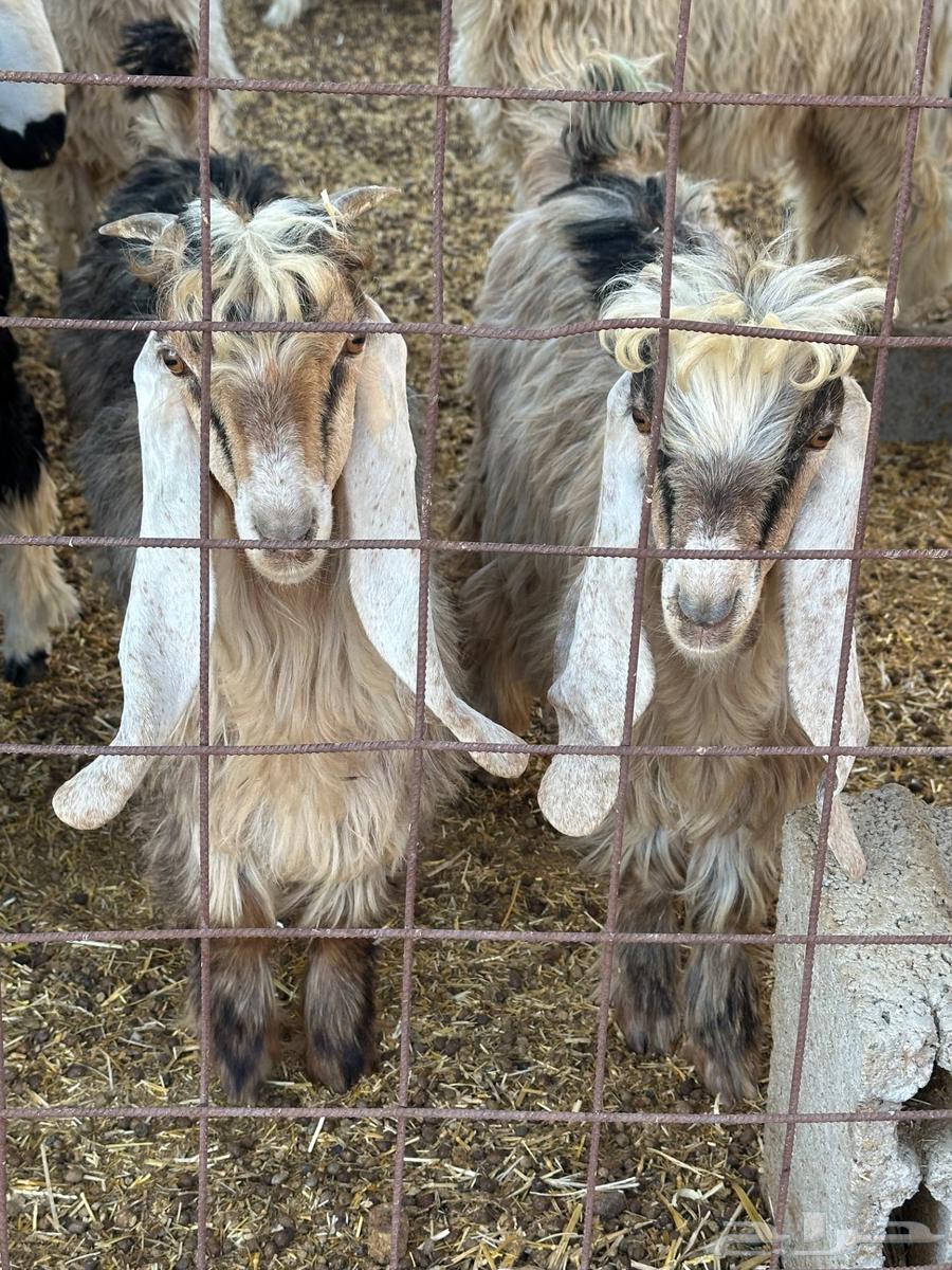 للبيع تيوس العمر فوق خمس شهور العدد ثنين حالهن طيب وسليمات64417835516545110