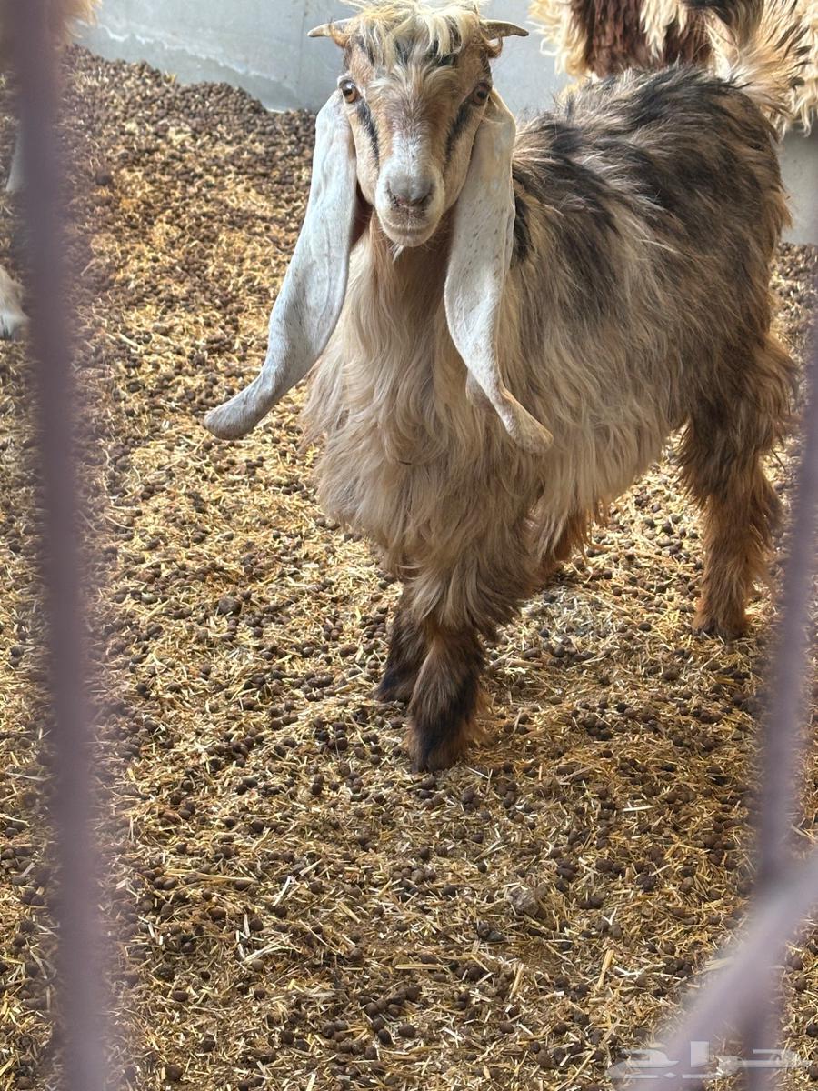 للبيع تيوس العمر فوق خمس شهور العدد ثنين حالهن طيب وسليمات64417835516545111