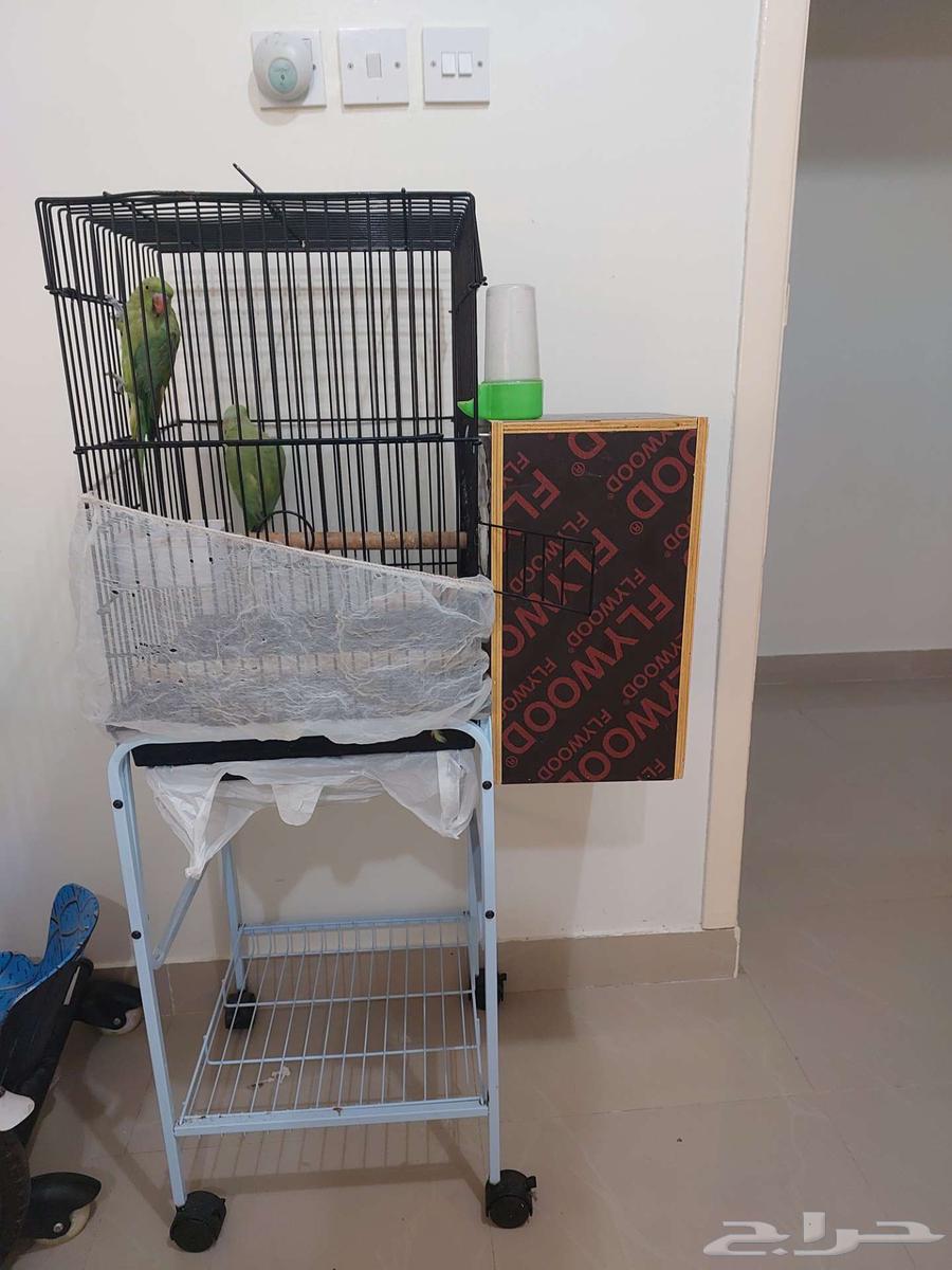 زوج ببغاء درة هندي للبيع64418187373058110