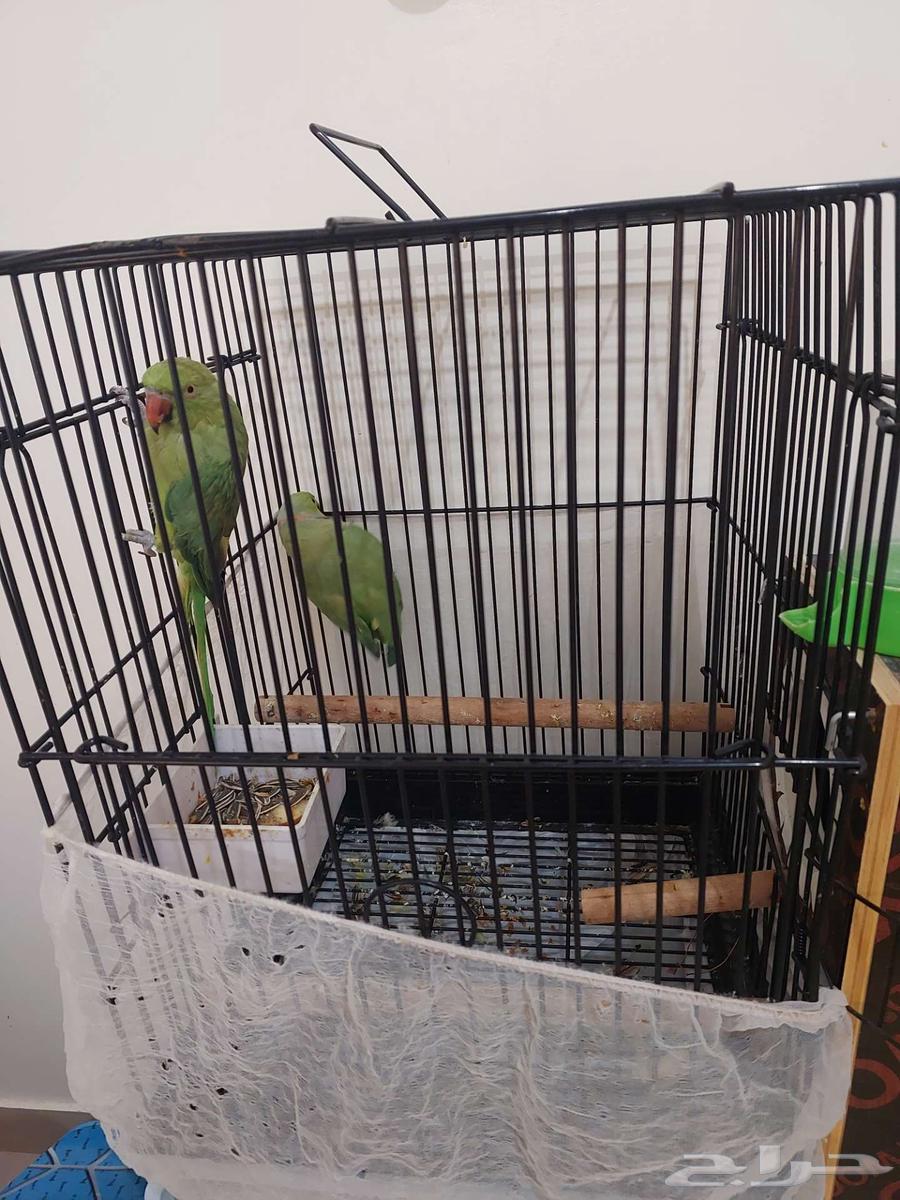 زوج ببغاء درة هندي للبيع64418187373058111