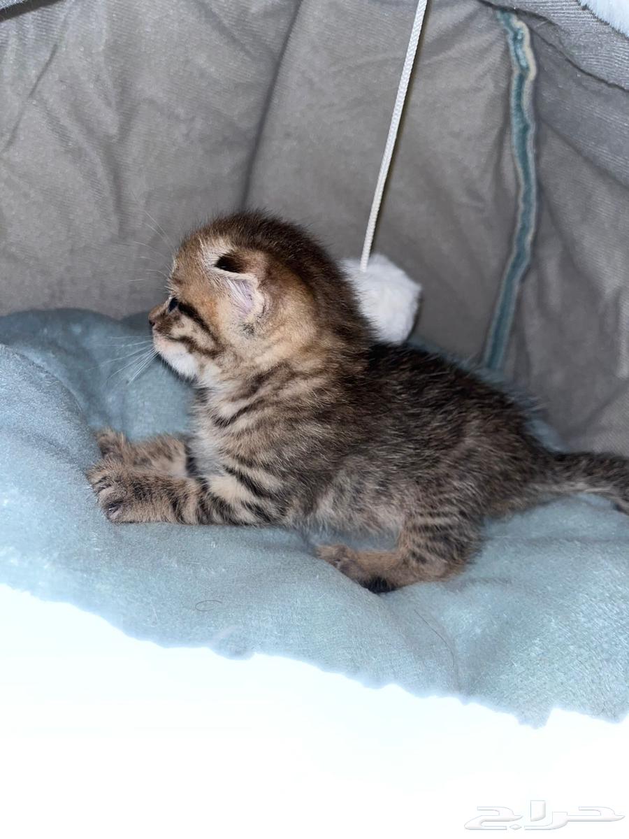 كتن هجين سكوتش بيور بسعر رمزي64419689350787112