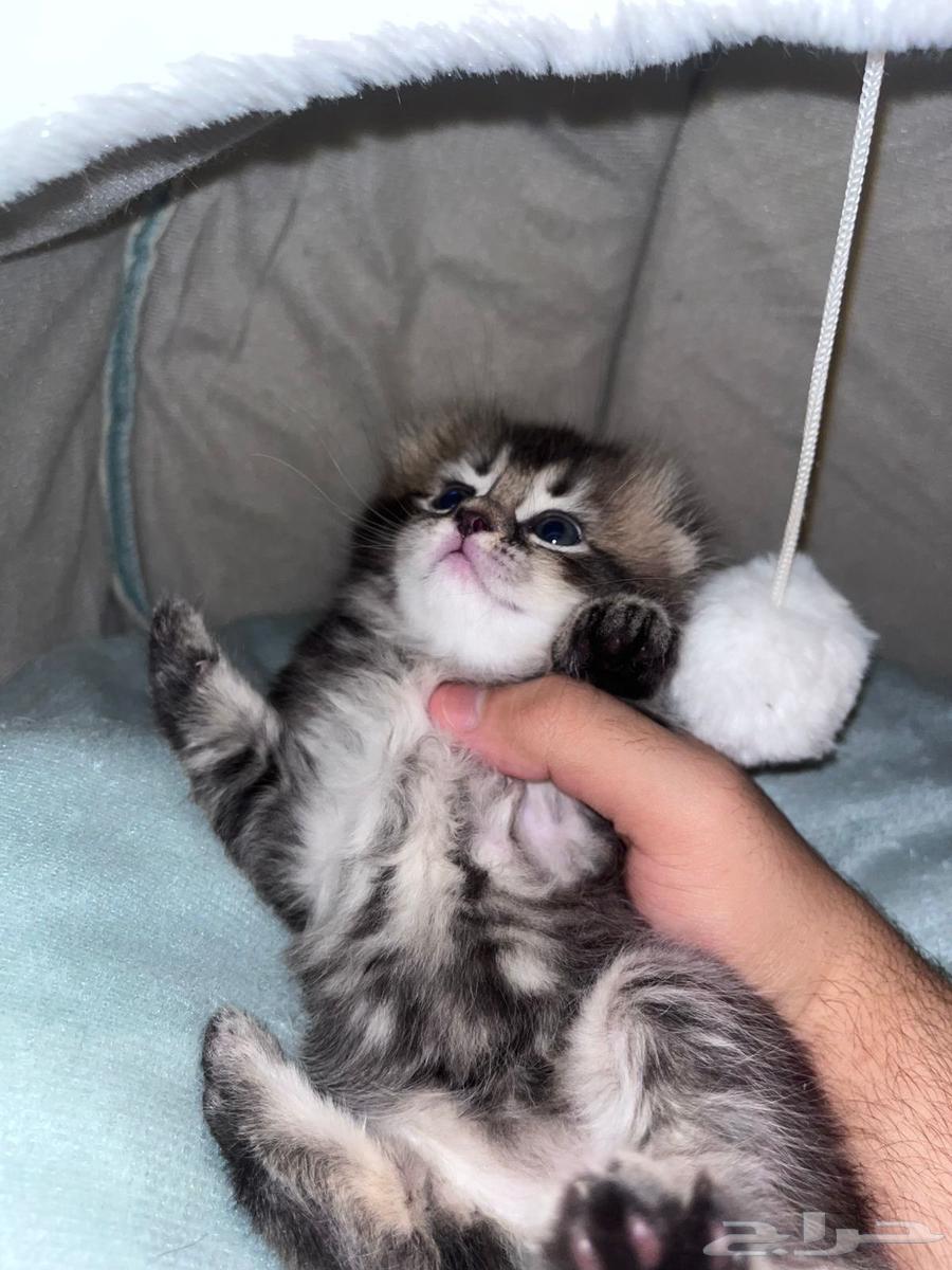 كتن هجين سكوتش بيور بسعر رمزي64419689350787114