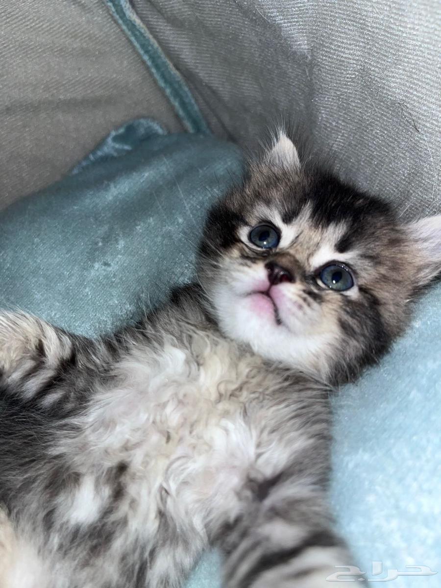 كتن هجين سكوتش بيور بسعر رمزي64419689350787111