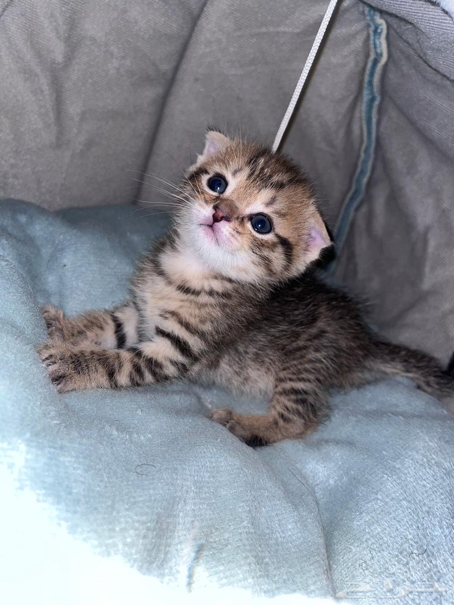 كتن هجين سكوتش بيور بسعر رمزي64419689350787113