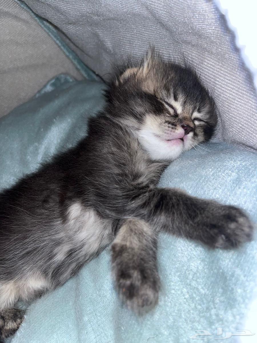 كتن هجين سكوتش بيور بسعر رمزي64419689350787110