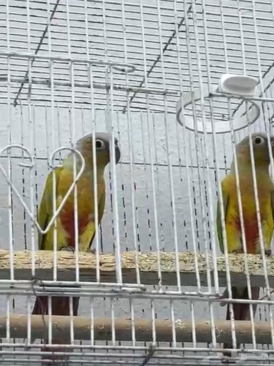 جوز كنيور منتج ( تم البيع )64417142819715111