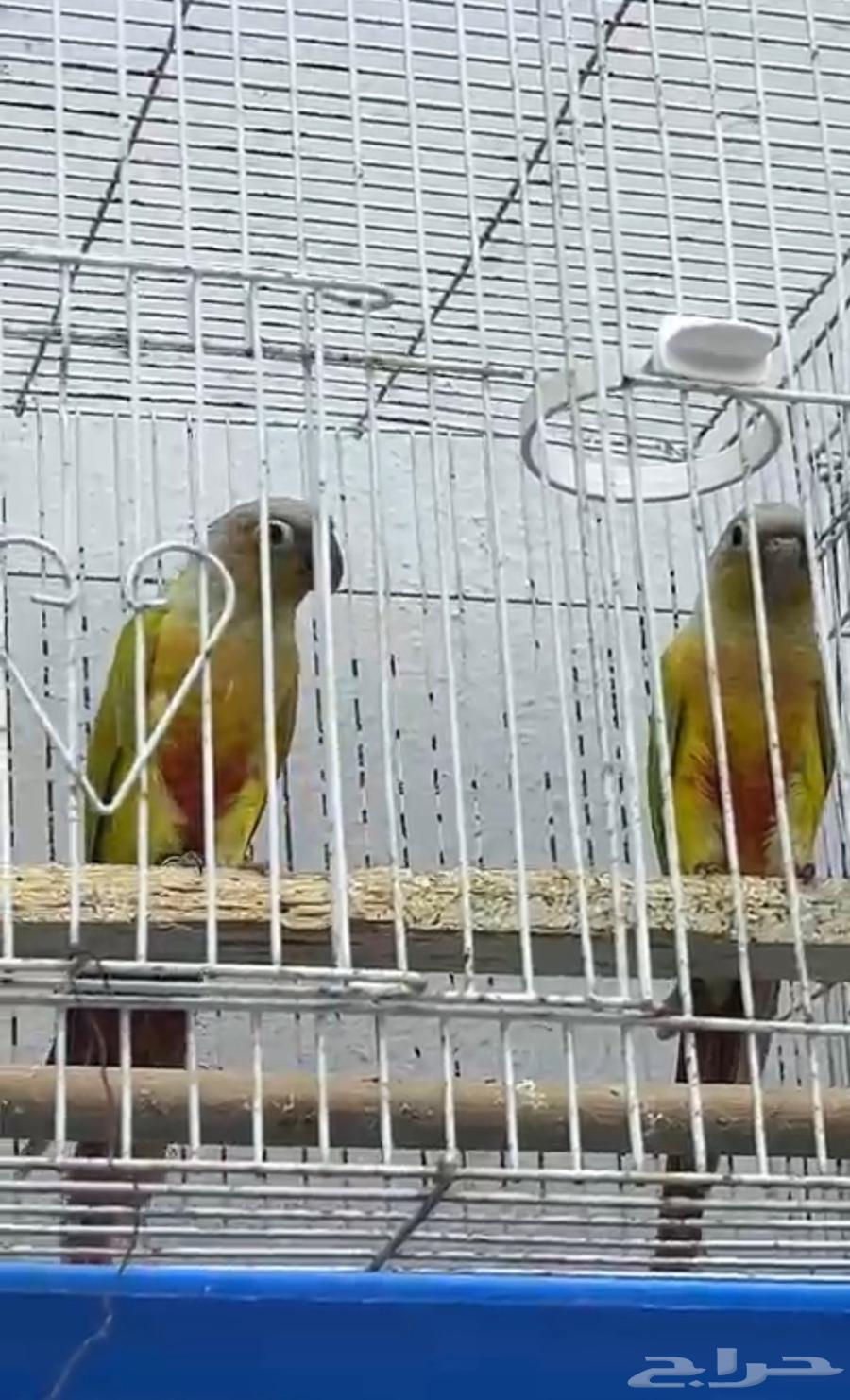 جوز كنيور منتج ( تم البيع )64417142819715110