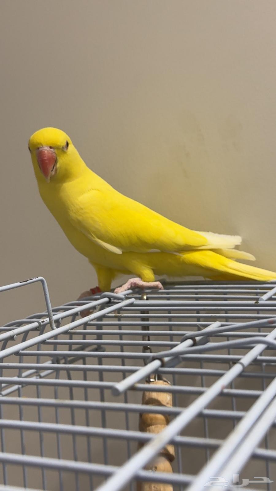 دره هولندي64414077219331111