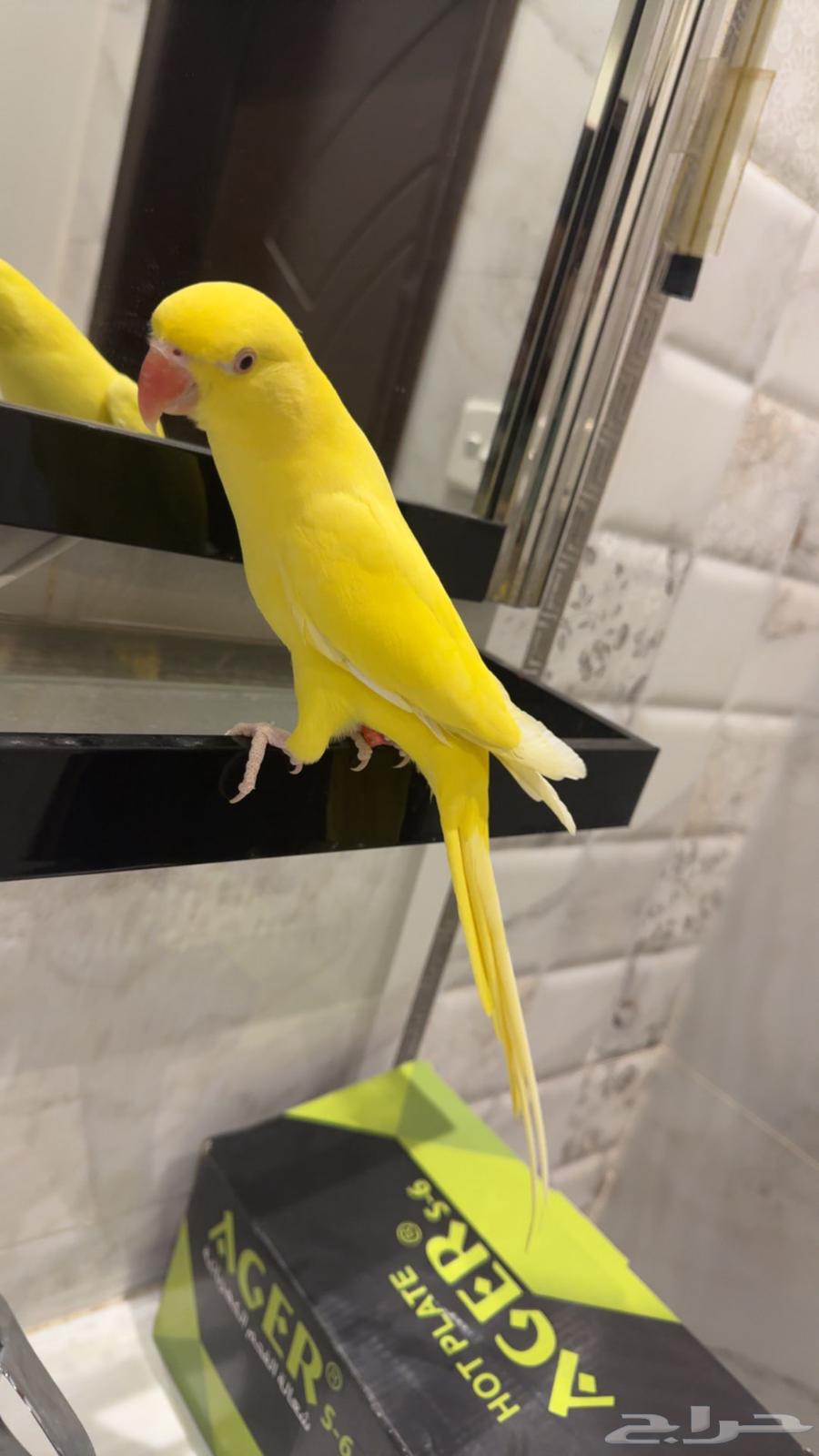 دره هولندي64414077219331110