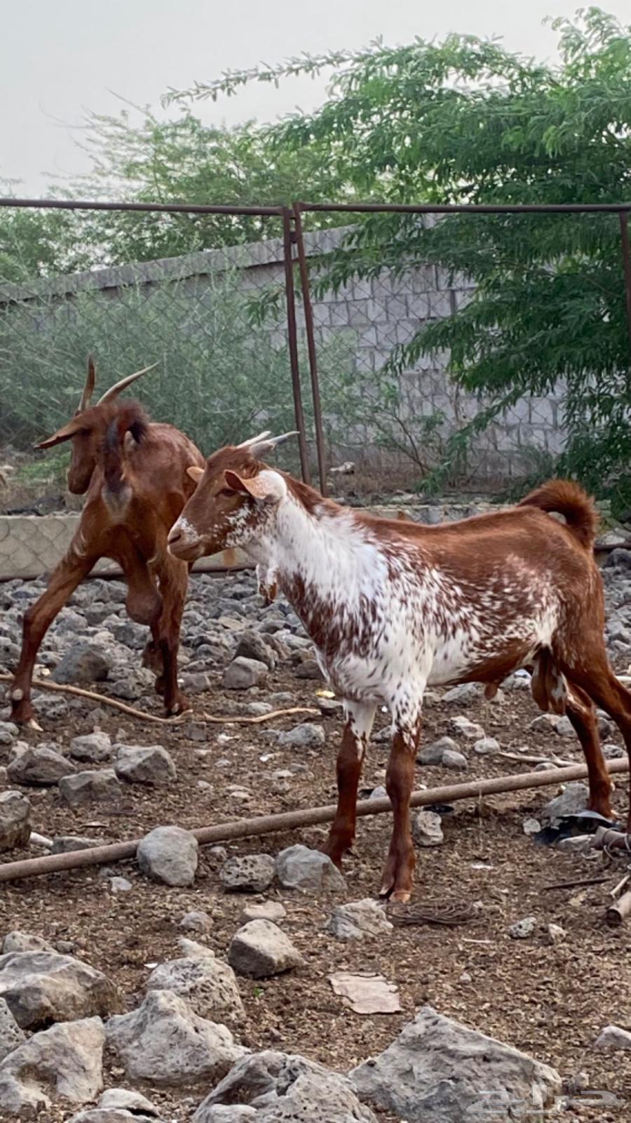 تيس للبيع64416809382787113