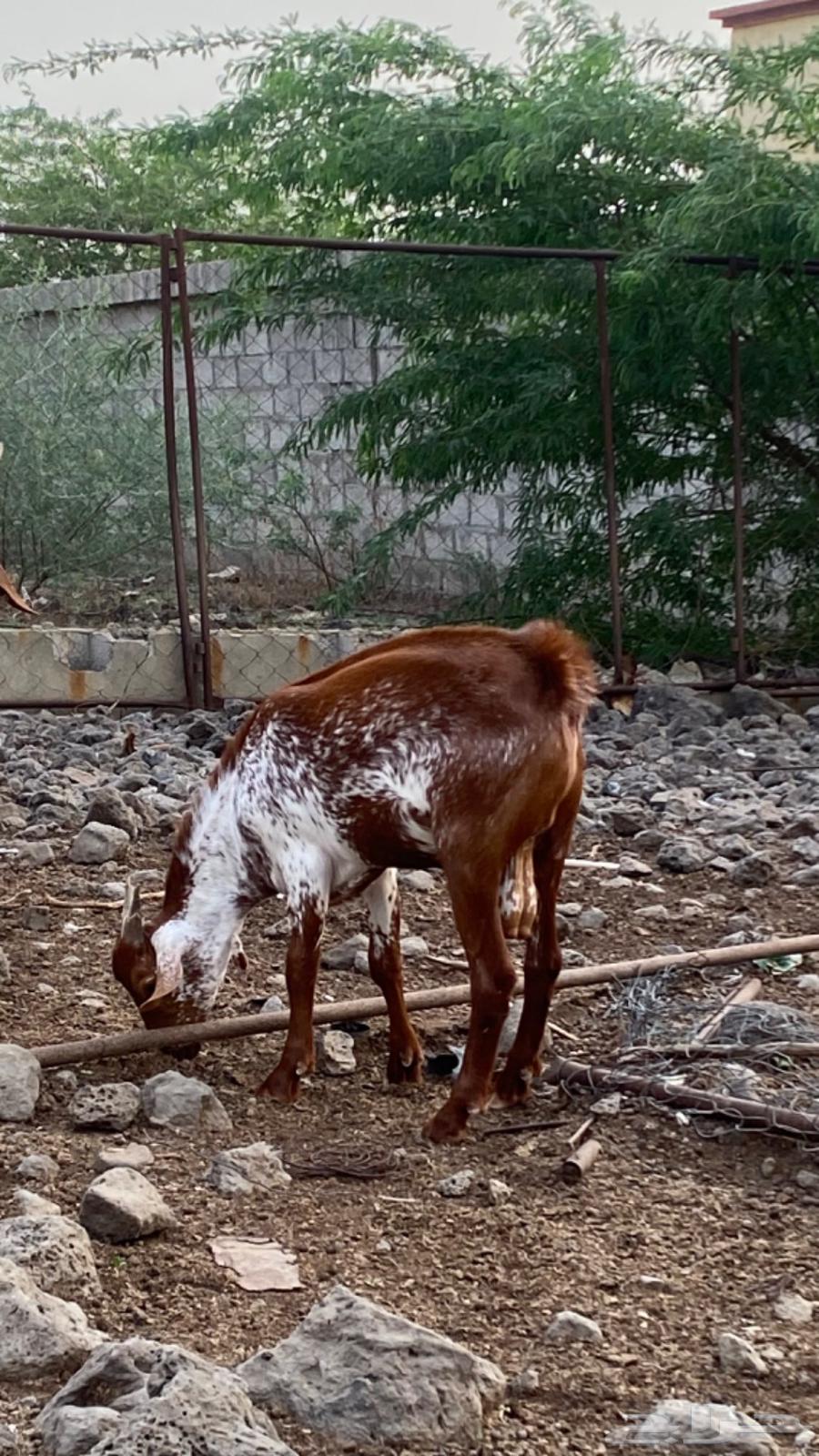 تيس للبيع64416809382787112